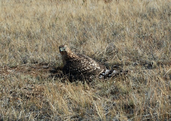 A hunting scene during a one day bicycle trip in Olkhon