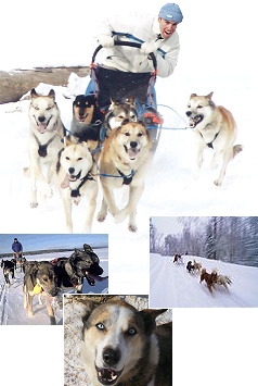 Baikal dog sledding and fast dogsledding racing