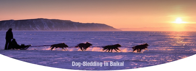 Baikal dog sledding over frozen lake Baikal