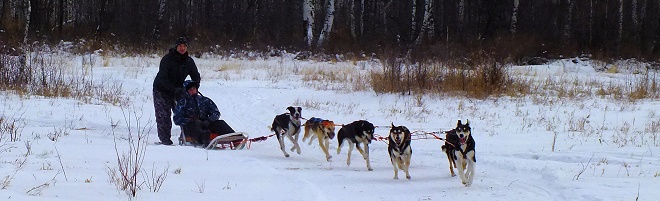 dog-sledding in siberian forest