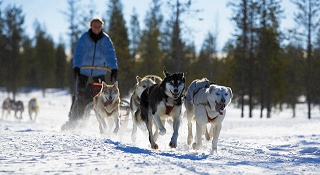 Sled dog racing in Siberian forest