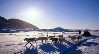 Baikal dog sledding ice travel