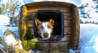 Two day Baikal dog sledding tour - on frozen lake Baikal