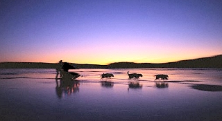 Travel over frozen lake Baikal with dog sledges