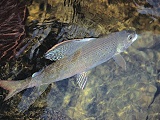 Baikal Black Grayling