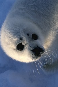 Nerpa pup - the seal of Baikal lake