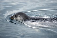 1 year old seal