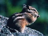 Baikal chipmunk