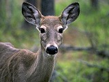 Baikal deer