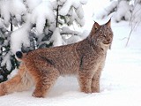 Baikal lynx