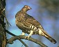 Baikal partridge