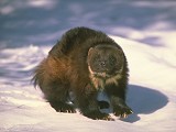 Baikal wolverine