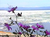first flowers on the northern shores