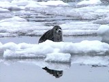 baikal seal on the ice