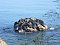 Viewing Baikal seals - Baikal cruise