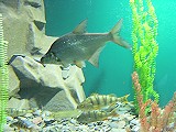 Tour to Baikal - Listvyanka tours: visit the Baikal musuem with aquariums of Baikal endemic fish and seals