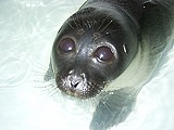 Tours to baikal: Tour Listvyanka - Baikal seal - Nerpa